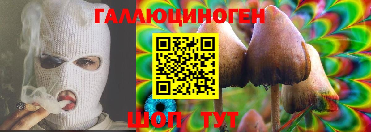 Галлюциногенные грибы Psilocybe Ессентуки